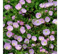 100 pezzi semi di onagra - semi di giardino decorativi del balcone giardino esotici