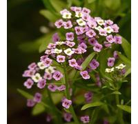 100 pezzi semi di pietra - da balcone giardino rocce resistenti, giardino semi erbali