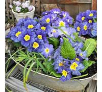 100 pezzi semi di primola resistenti esotici copertura del suolo, perenne resistente, di balcone resistenti, semi prato