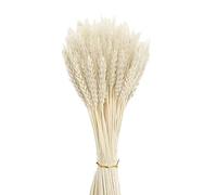 100 pezzi Spighe di grano essiccate naturali di grano essiccato, per accessori bouquet, decorazioni per la casa o per feste 40 cm,bianco