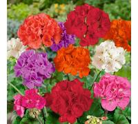 100 pezzi Verschiedene Farbe Geranium Samen Natürliche Bunte Blumen Samen esterno interno Garten Hof Rasen Patio Dekorative Blüte Pflanzen Samen Mescola il colore