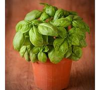 100 pieces Semi di Basilico Multi-Purpose di Visione In Vaso Verde Rinnte Decorazione Piantare Semplice Convenienza Adatto Alle Armi Seeds ONLY