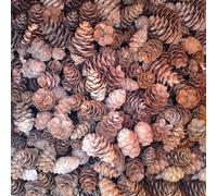 100 pigne di abete Douglas naturali, dimensioni 5-8 cm, vere pigne direttamente dalla foresta, perfette per decorazioni, artigianato, ghirlande, ghirlande, Natale, matrimoni (Pseudotsuga Menziesii)