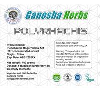 100% Puro Mountain Ant Vic. Roger Polyrhachis Alta Potenza Estratto Polvere