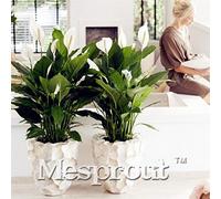 100 pz/sacchetto, semi Spathiphyllum, balcon dans le vase, l'impianto est simple, le tasse en terre à 95%, l'absorption de rayonnement, couleur misti
