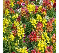 100 pz semi di bocca di leone resistenti da giardino tappezzanti per letto sul balcone