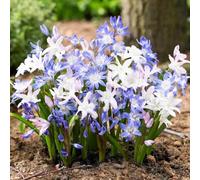 100 pz semi di neve splendente, giardino resistenti rialzata per il pieno sole