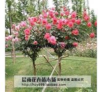 100 Red Rose, Giardino Domestico di DIY in Vaso, Balcone & Plant Flower Yard