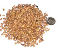 100 Redbud Seed Confezione Cercis siliquastrum Albero Di Giuda Seeds ONLY