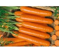100 Seeds - Little Fingers Carota - Gourmet Carotina Croccante e Succosa Extra Dolce Seeds ONLY