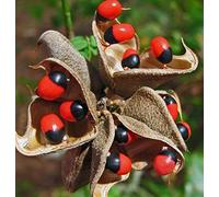 100 semi Abrus precatorius, Paternoster Pea, Gumchi, Occhio di granchio, Vino dell'occhio di granchio