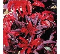 100 semi Amaranthus Molten Fuoco Garden Nursery Starts:packing seeds only