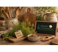 100 semi aromatici da seminare - Le grenier d'abbondanza - anice verde - Pimpinella anisum