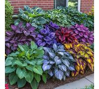 100 semi/confezione di semi di Hosta misti, fiori perenni da esterno, piante perenni da copertura del terreno, piante erbacee striscianti, piante da interno-esterno, piante da fiore, erbe, verdure, fr