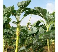 100 semi Couve Galega portoghesi bastone da passeggio Cabbage Kale Albero Cavolo verde:Seeds