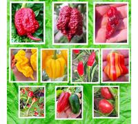 100 Semi dei 10 Peperoncini più Buoni e Piccanti del Mondo, Collezione 1 + Guida Coltivazione: CAROLINA REAPER, HABANERO, ZEBRANGE, BORG 9, T-REX, JALAPENO, CALABRESE etc