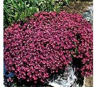 100 semi della roccia Cress Cascading Rosso (perenne) Deer Resistente