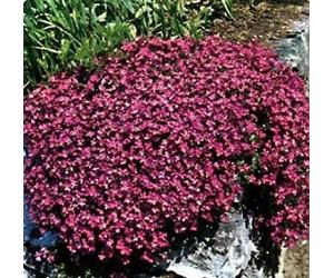 100 semi della roccia Cress Cascading Rosso (perenne) Deer Resistente
