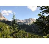 100 Semi di abete bianco -abies alba-