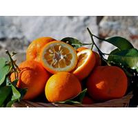 100 SEMI DI ARANCIO AMARO +OMAGGIO+SPEDIZIONE GRATUITA