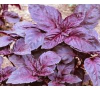 100 semi di basilico viola Un dolce Basilio che è grande per la cottura