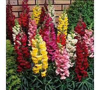 100 semi di bocca di leone (Antirrhinum majus)