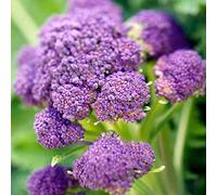 100 semi di broccoli viola - Orto di verdure vegetali vecchi semi di contadini riproducibili - Soffitto