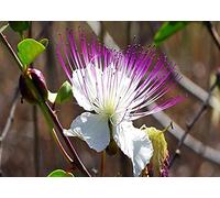 100 Semi di Cappero (Capparis Spinosa) Viola