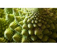 100 semi di cavolo di natalino romanesco - verdure vegetali vecchie - semi di contadini riproducibili - seminauvage