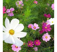 100 Semi di Cosmo Bianco Rosa e Rosso - semi contadini riproducibili - SemiWild