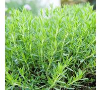 100 semi di dragoncello (Artemisia Dracunculus)