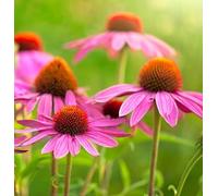 100 Semi di Echinacea viola (Echinacea purpurea) - non trattati