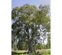 100 Semi di Eucalyptus Camaldulensis