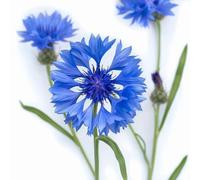 100 Semi di Fiordaliso - SemiSelvaggio Permacultura