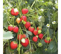 100 semi di fragola (fragola rampicante)
