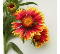 100 Semi di Gaillarde - SemiSelvaggio Permacultura