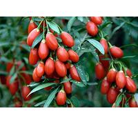 100 Semi di Goji - pianta perene- ortaggi orto- seme contadine riproducibili - SemiWild