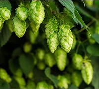 100 Semi di Luppolo Rampicante - Humulus lupulus - birra -seme contadine