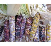 100 semi di mais ornamentale Semi di vetro Gem Popcorn Biologico
