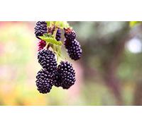 100 semi di more selvatico - giardino ronce di frutta rossa - semi di contadini riproduttibili - semina