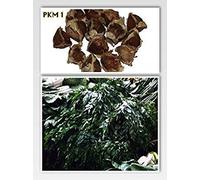 100 Semi di Moringa oleifera Pkm1