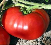 100 semi di pomodoro Delicious record mondiale di pomodoro Seeds ONLY