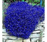 100 Semi di Timo Strisciante Blu