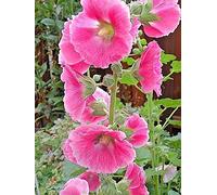 100 + Semi Malvone 6 toni del rosa MIX Tutti singolo Blooms DARK PINK arrossire
