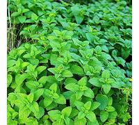 100 Semi Mentha Citrata Limone