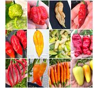 100 Semi Peperoncino In 10 Varietà Delle Più PICCANTI Del Mondo, Collezione 3 + Guida: CAROLINA REAPER YELLOW, BEAST, MORUGA BRAIN, BORG 9, BUBBLEGUM, HABANERO, ROCOTO, PEARL, JALAPENO, E-ROTICO