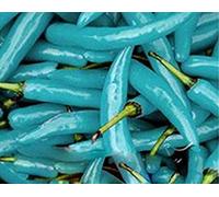 100 Semi Pz Turchese Pepper Balcony Chilli Rare Seed Hot Chilli Peppers Blue Seeds ONLY