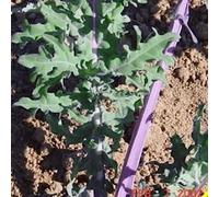 100 semi Russian Red Kale:Seeds