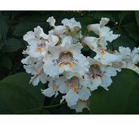 100 + Semi: Semi del Nord Catalpa Bean Tree (Catalpa speciosa), 100 + A 50+ Seeds Seeds ONLY
