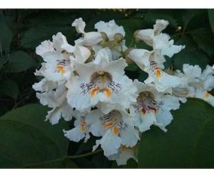100 + Semi: Semi del Nord Catalpa Bean Tree (Catalpa speciosa), 100 + A 50+ Seeds Seeds ONLY